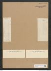Diatomeae indet. Zeichnungen Sammlung Grunow Nr. 4520 (NHMW-BOT-W0372488)